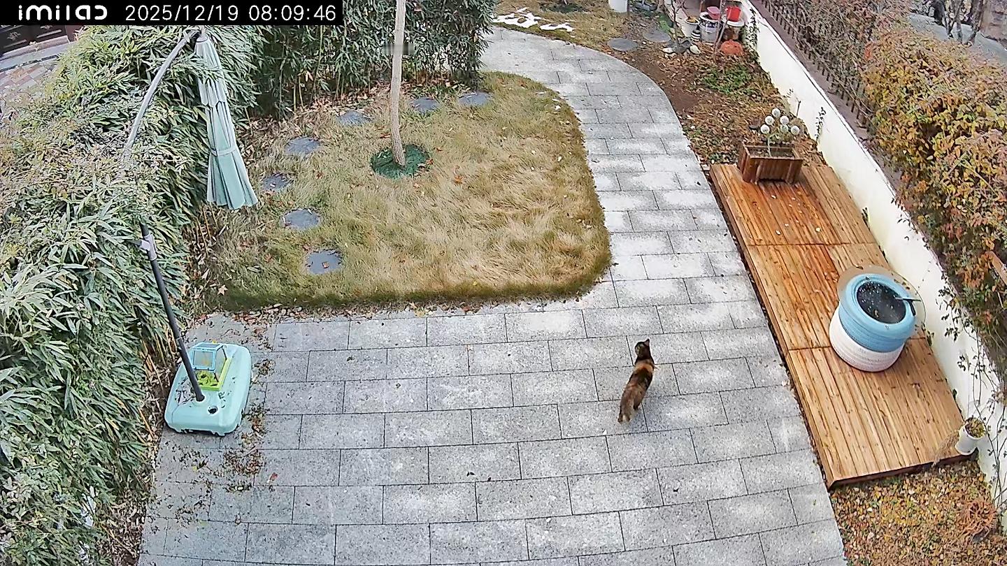 又是这家伙触发了庭院侦测报警，敢情几天就要来巡视一下领地～ 