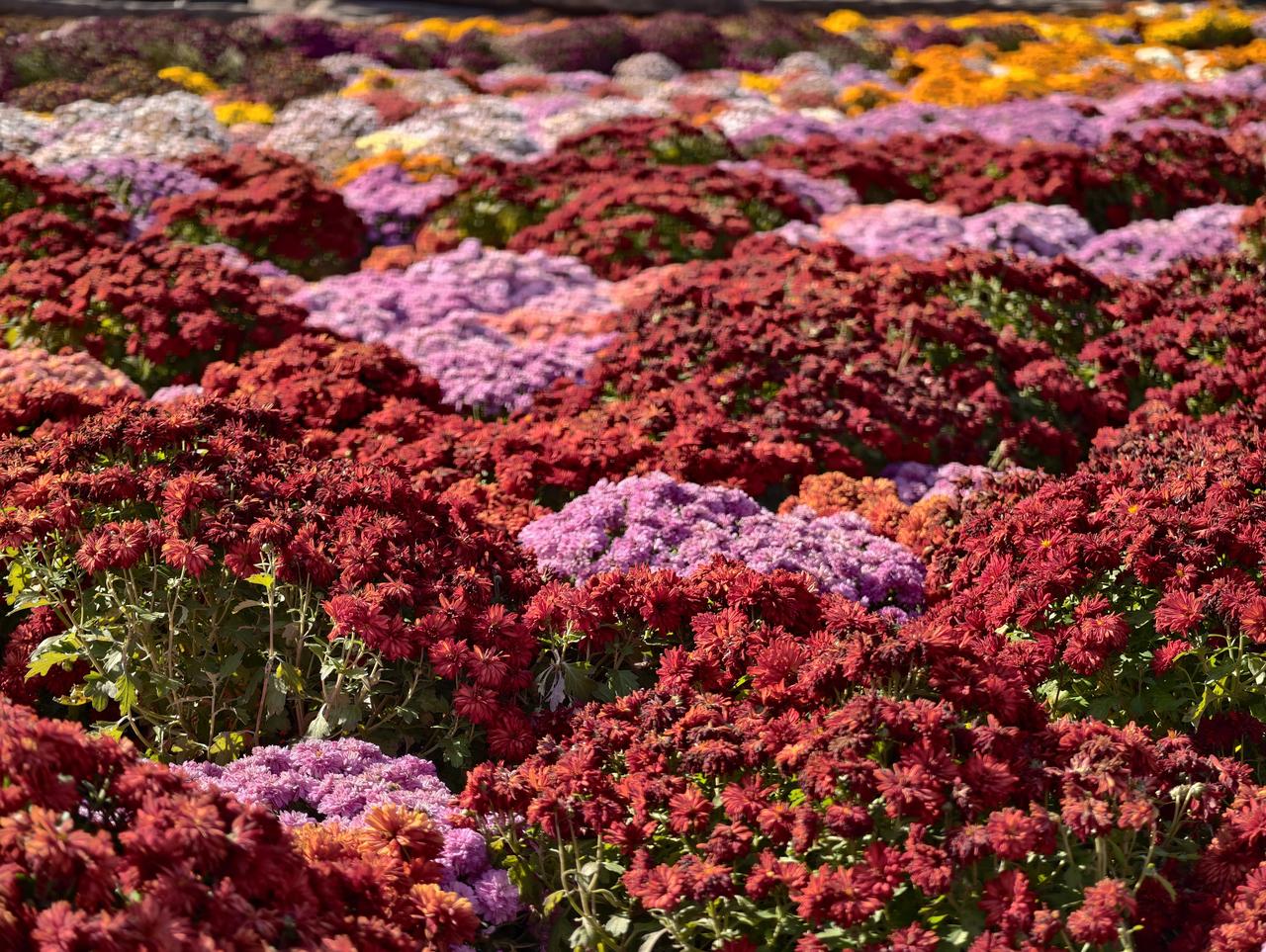 干燥的冬季
没有食物的冬季
五颜六色的冬季
期待下雪的冬季！