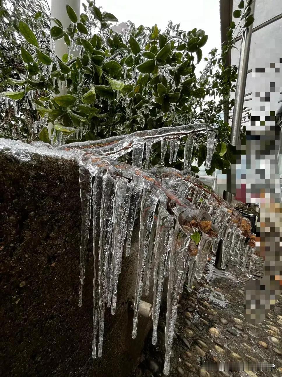今天武汉下的是冻雨，不是雪，不是雨，是冰碴子，真的好多年都没有见过了！
好久没有