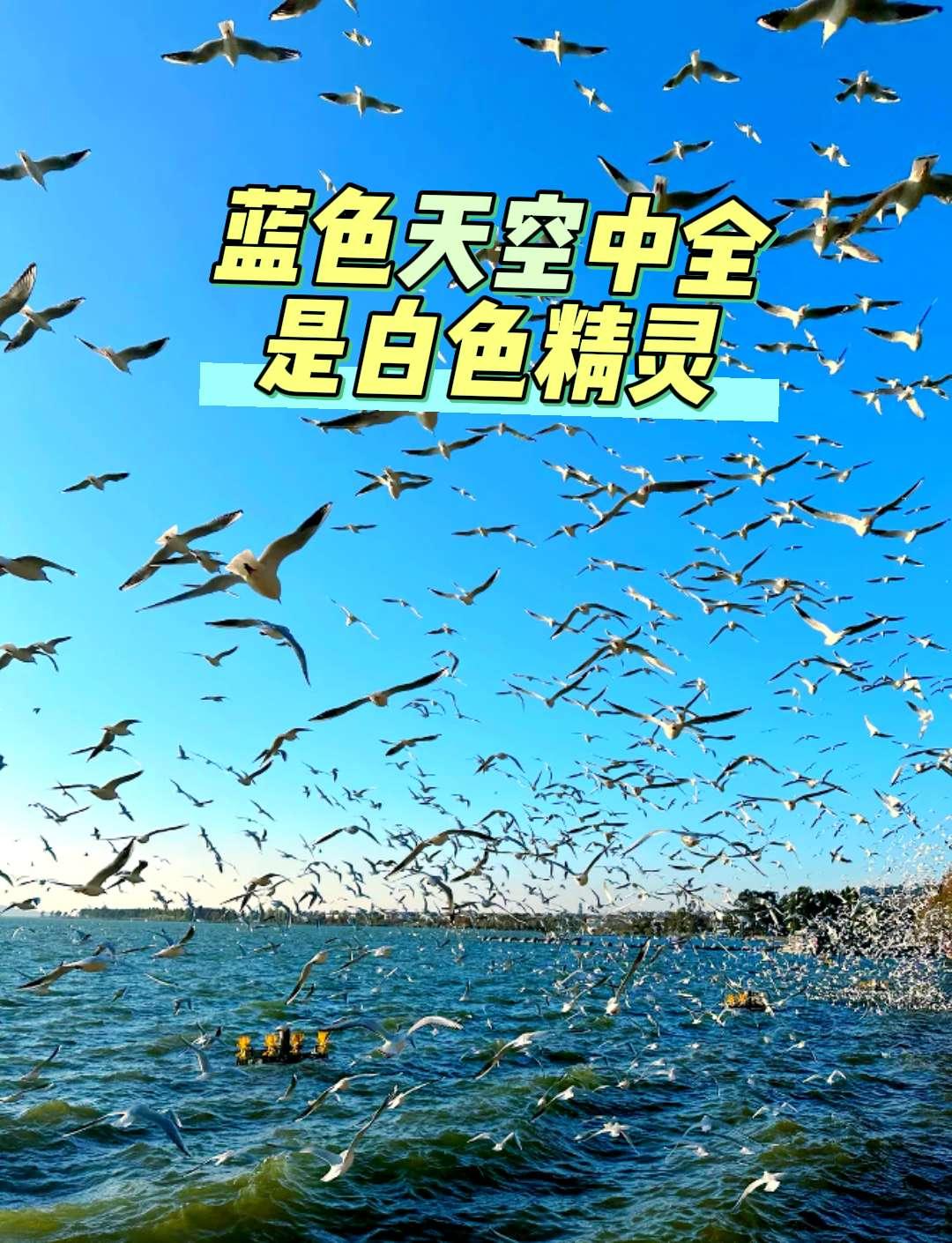 昆明的红嘴鸥已满天飞了！满天“白色精灵”拍照打卡、摄影最佳时机到了！红嘴鸥 看海