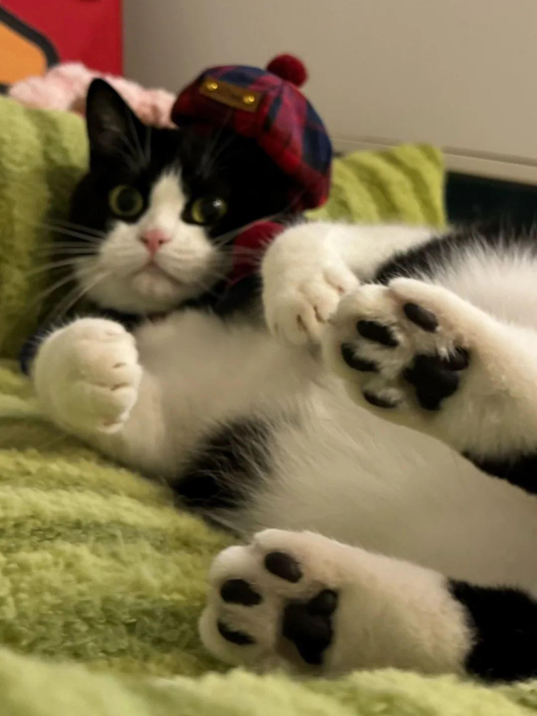 没人喜欢咪的小黑jio嘛