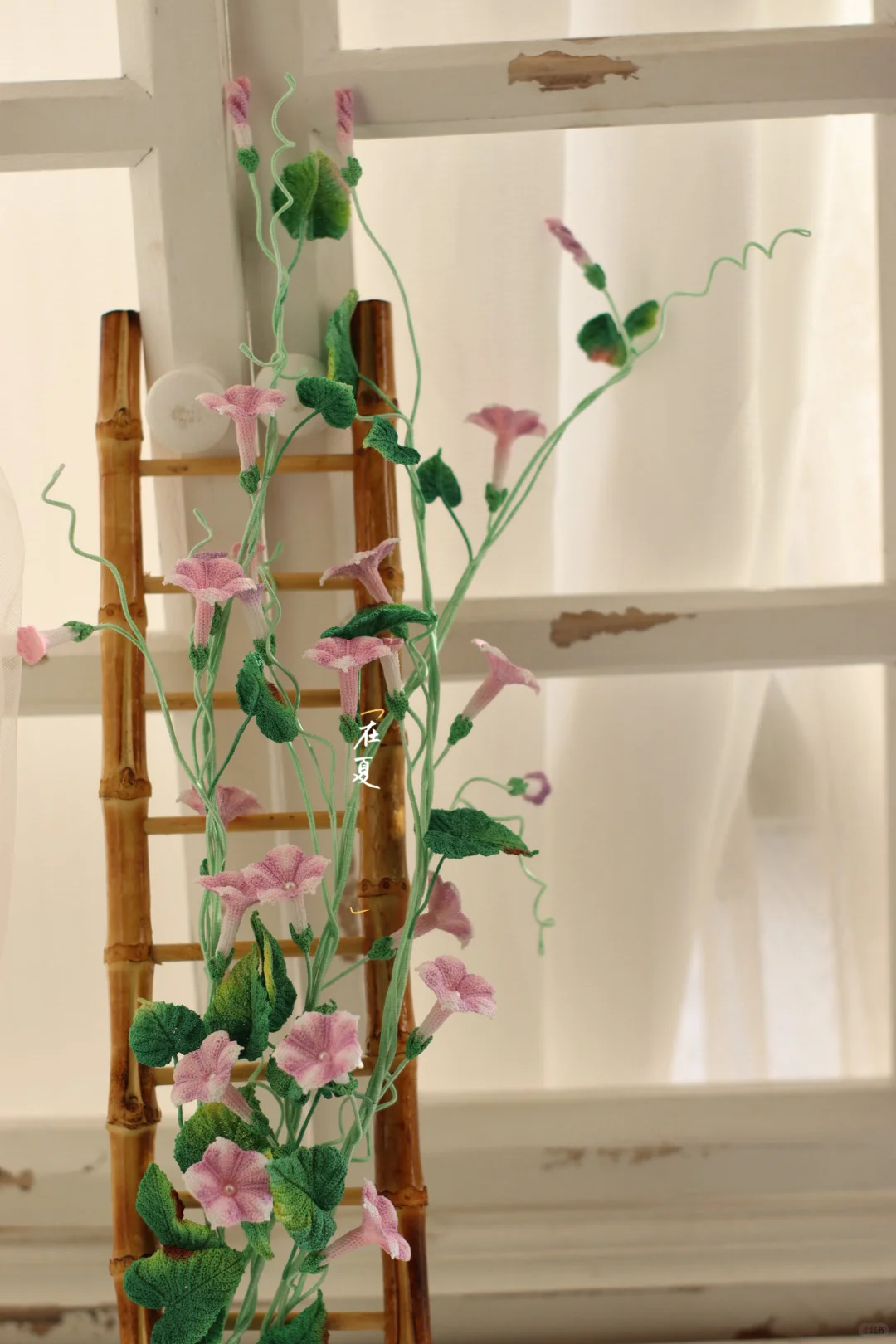 微钩牵牛花藤