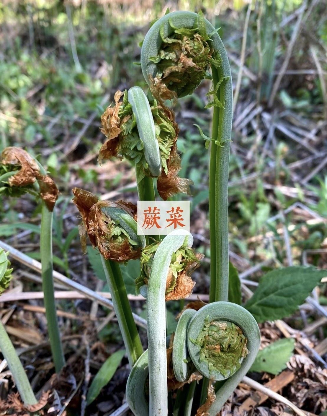 中国🇨🇳
西双版纳•蕨菜
蕨菜是西双版纳最常见的野菜之一，傣语叫“帕顾”，4
