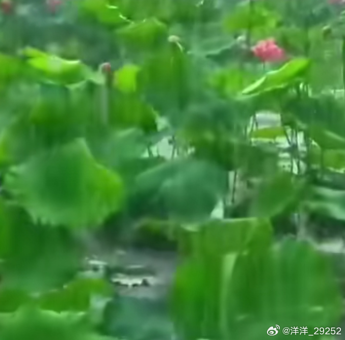 洋洋高锐、红杏花·吗◎泪……就是泪在……大雨中哗哗……淌◎荷……不是杏在……池塘
