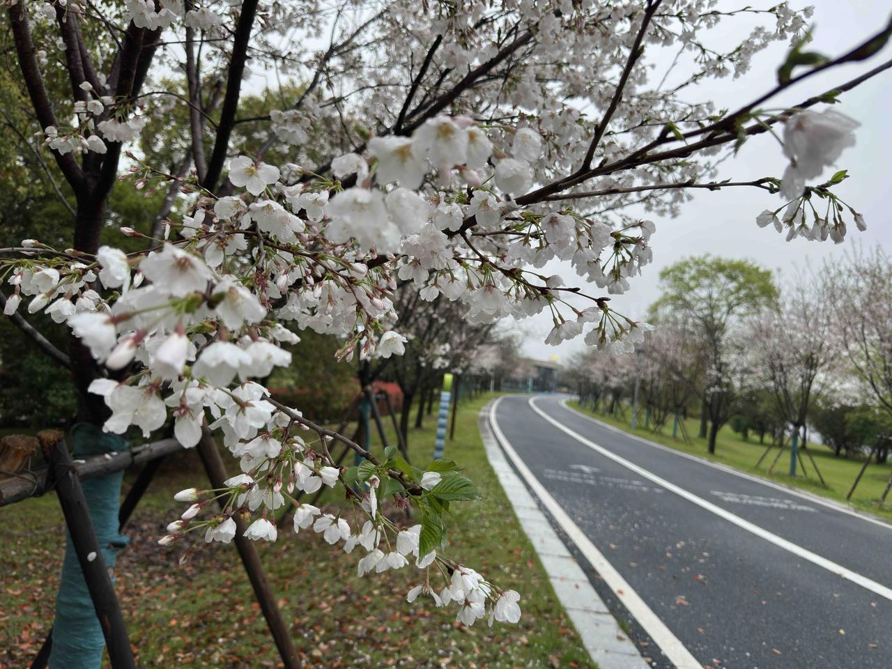 下午快4:00的时候，突然想起湿地公园的白樱花应该开了吧，不想错过美好花期，于是