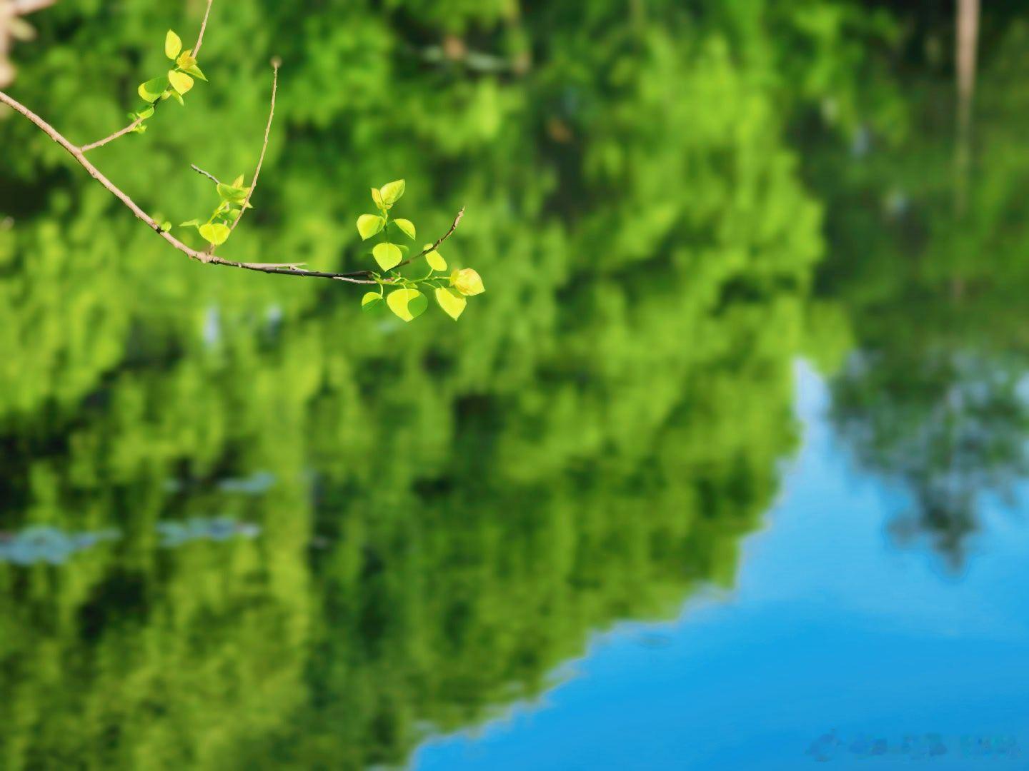 绿是主调，花是惊喜，这是独属于江南的暮春。黄文说摄影世界连续两周上四休三宋茜到西