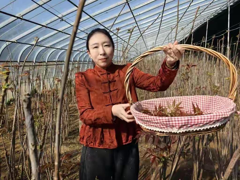 青岛平度80后姑娘返乡创业，大棚香椿一斤卖到80元！揭秘“天价”野菜背后的财富密