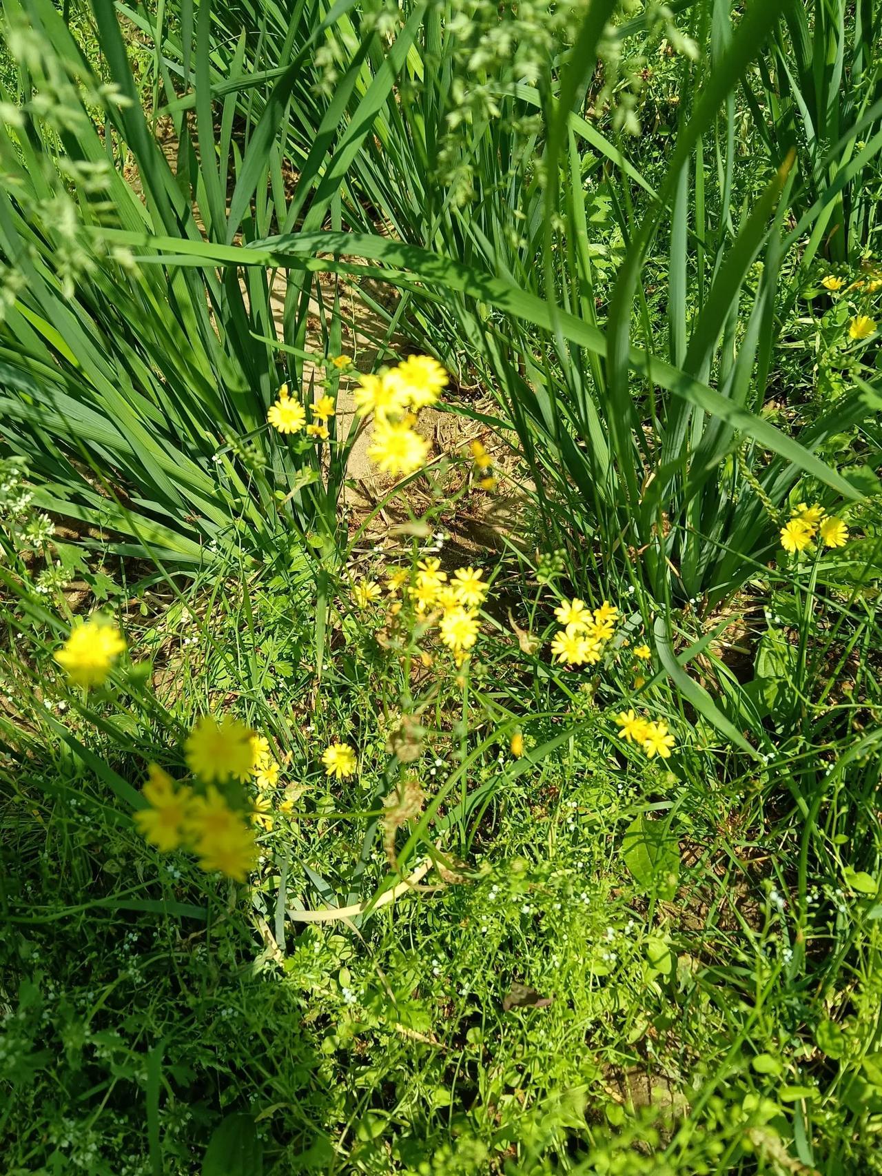 一如既往地在晨阳的陪伴下散步，一路上黄鹌菜在风儿的助力下轻摇身姿翩然起舞呢！
