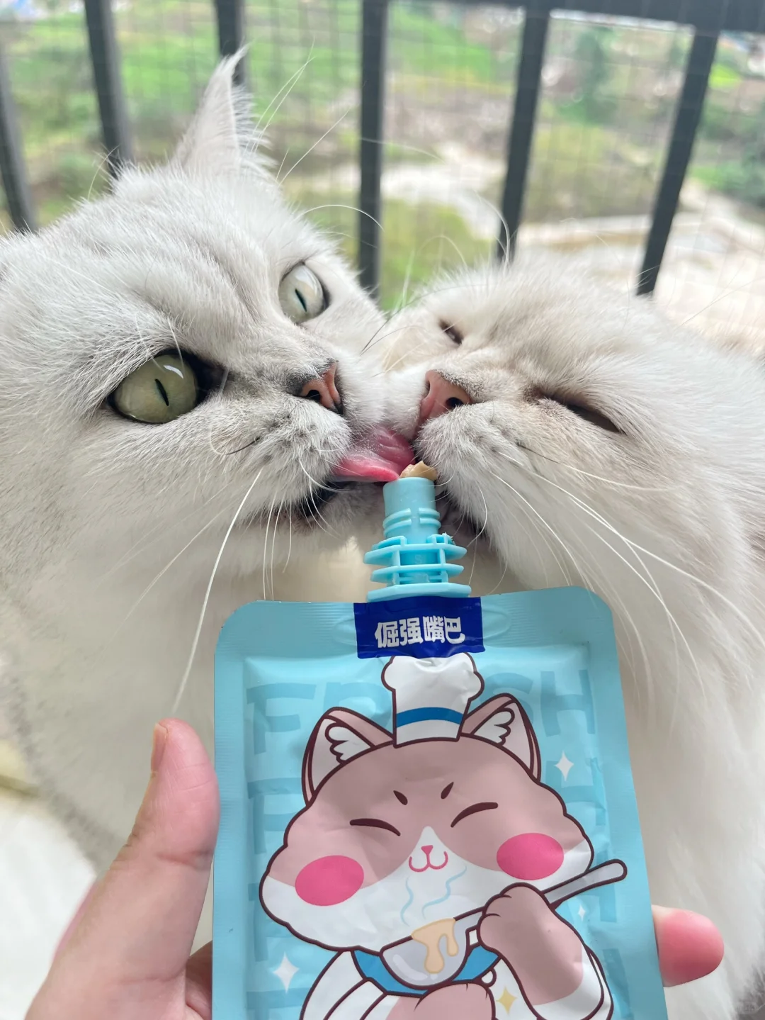是谁的猫粑粑长毛了呀