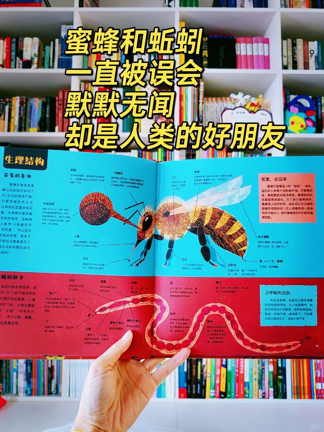 蜜蜂和蚯蚓，少了它们，人类就要挨饿了！