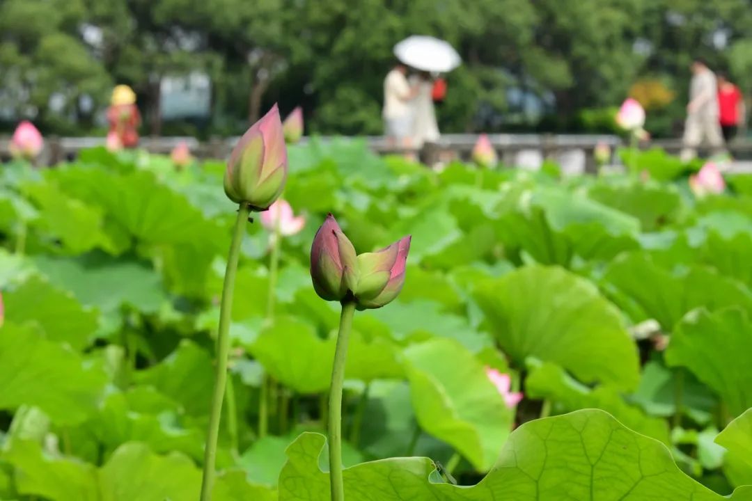 暴雨大暴雨！10级雷雨大风！浙江“高温高湿”来袭