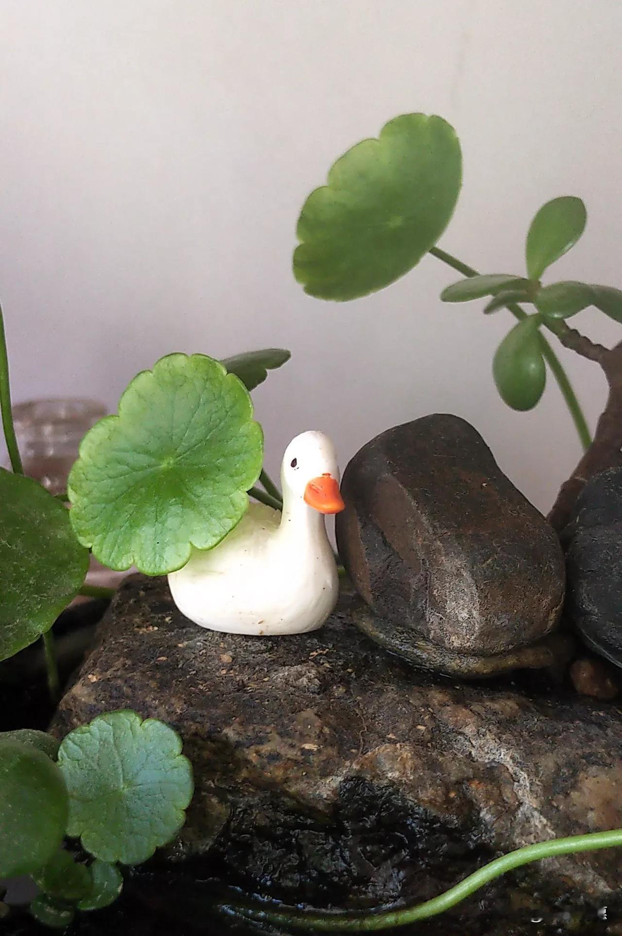 鸭子狮子和鳄鱼 ,有两个是下蛋的 ,各自在各自领域发挥特长 .