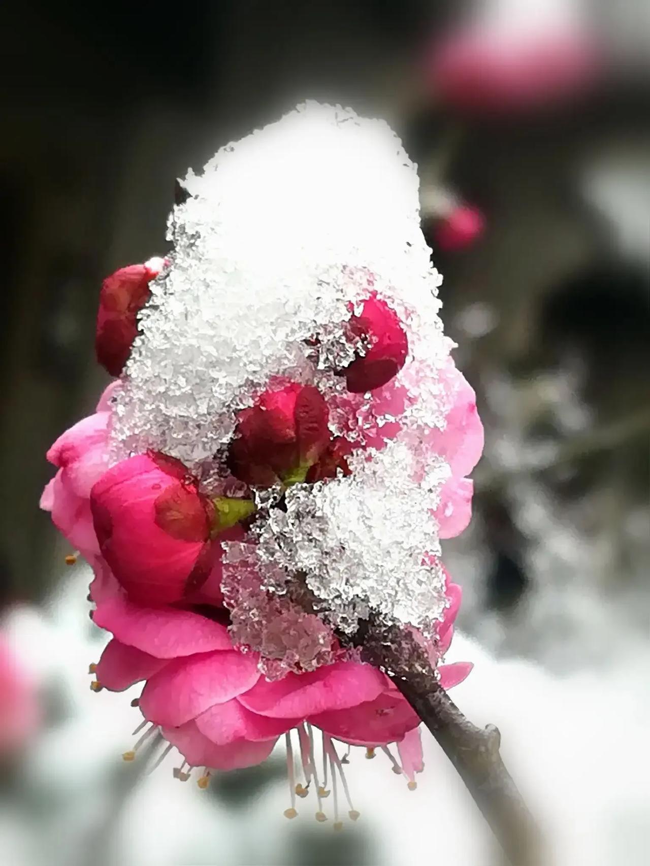 上联：腊梅冬雪抱残香；
下联：？？？