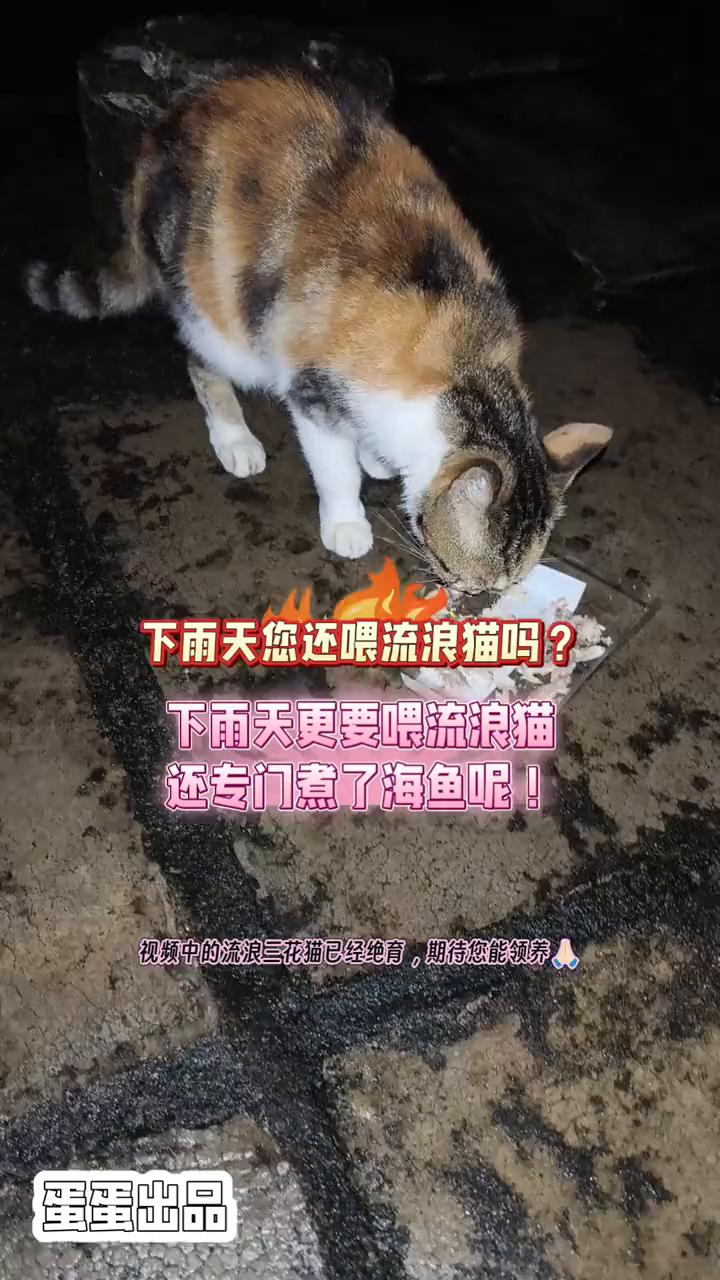 吃鱼啦，花花。