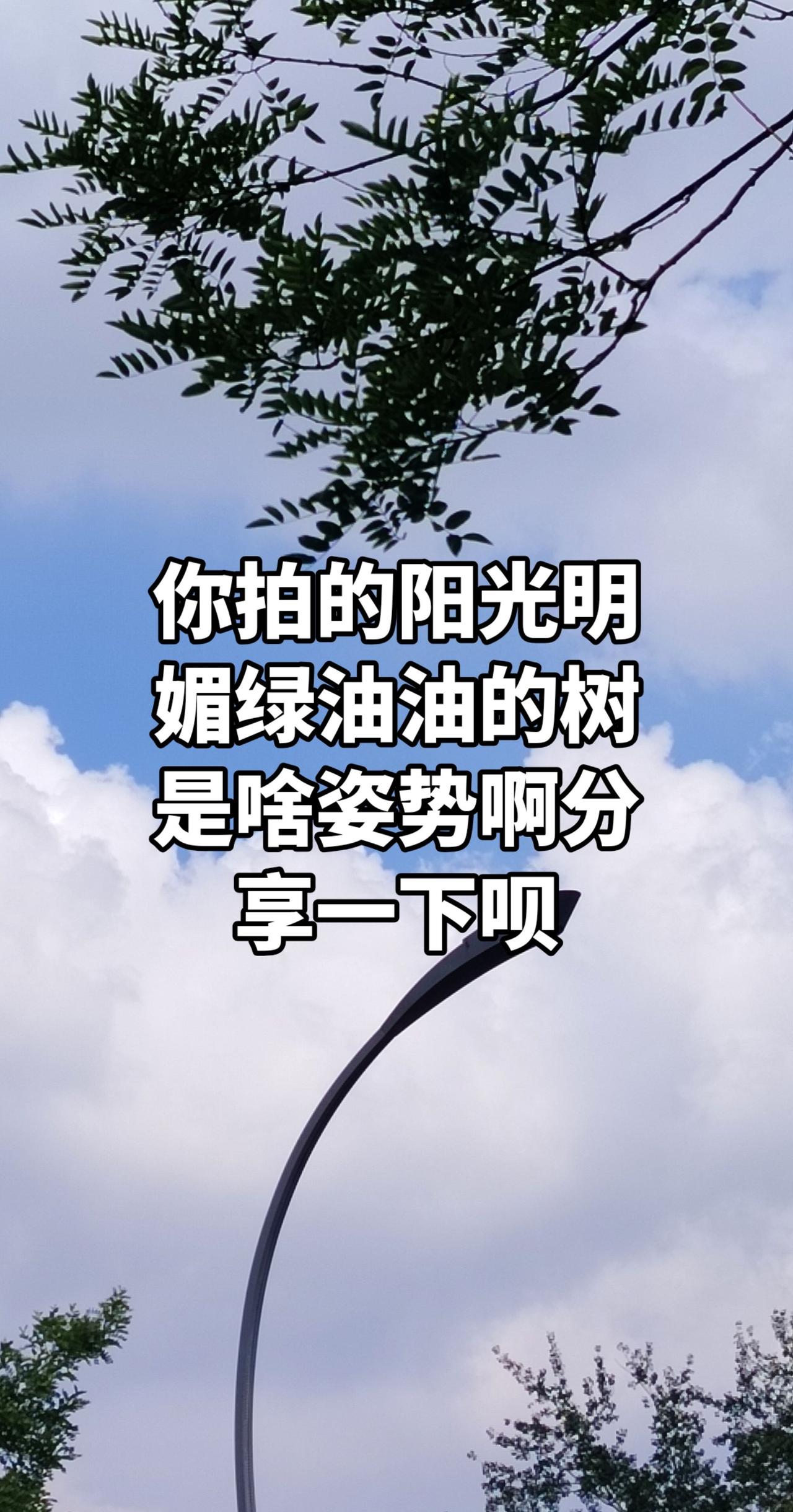 真实生活分享计划树与天空美照 云是天空的絮语