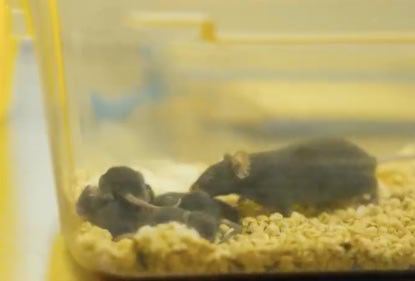 中科院：此前随神舟二十一号载人飞船上行的4只实验小鼠中，1只雌鼠在返回地面后受孕