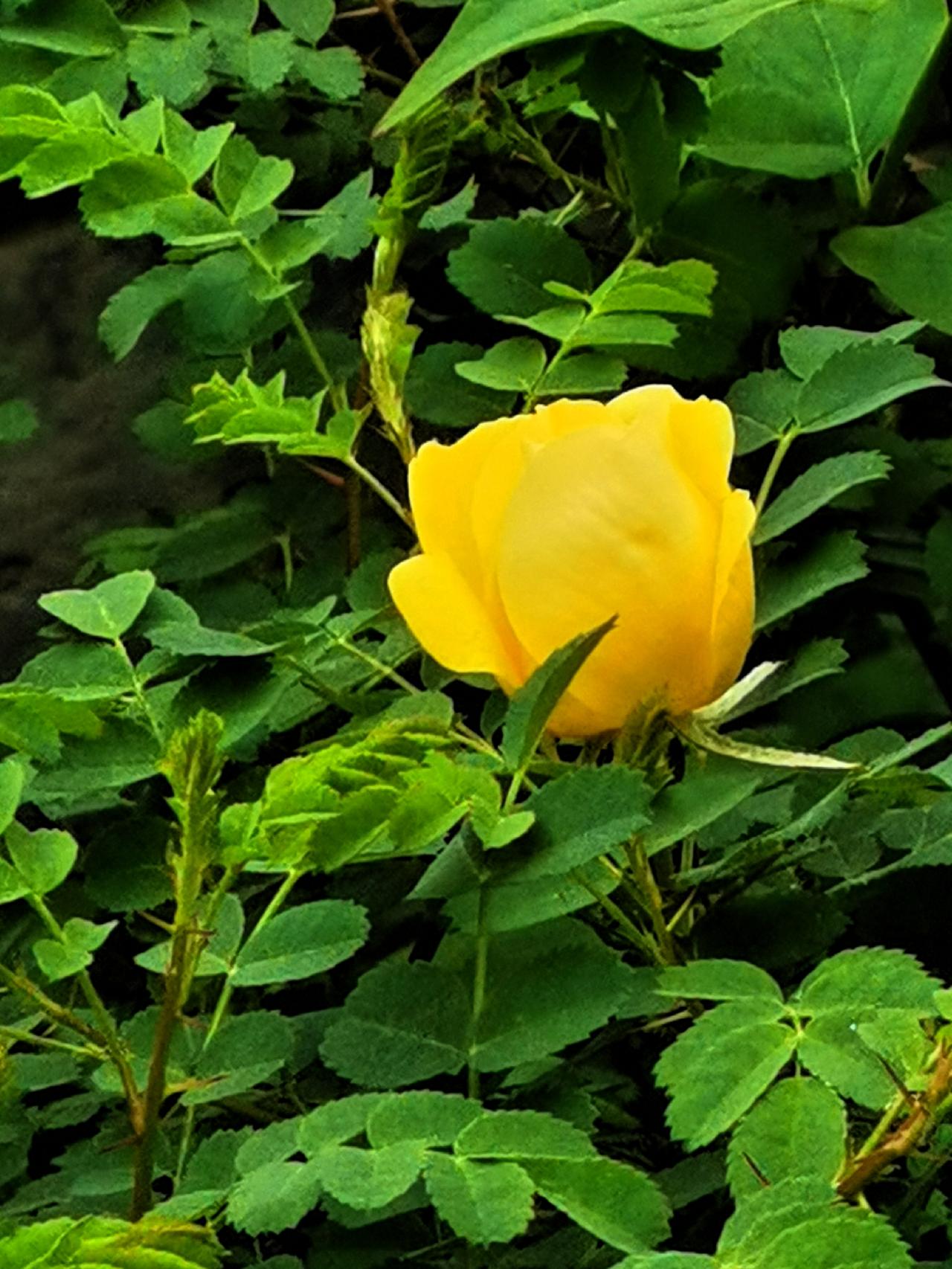 黄刺玫的魅力晒图笔记大赛 黄玫玫瑰 宁夏黄刺玫杯苗 

黄刺玫花的魅力

‌黄刺