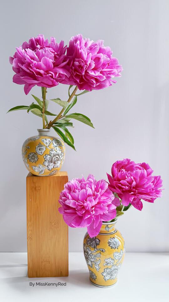 芍药季｜浅浅打个国风的卡.红富士