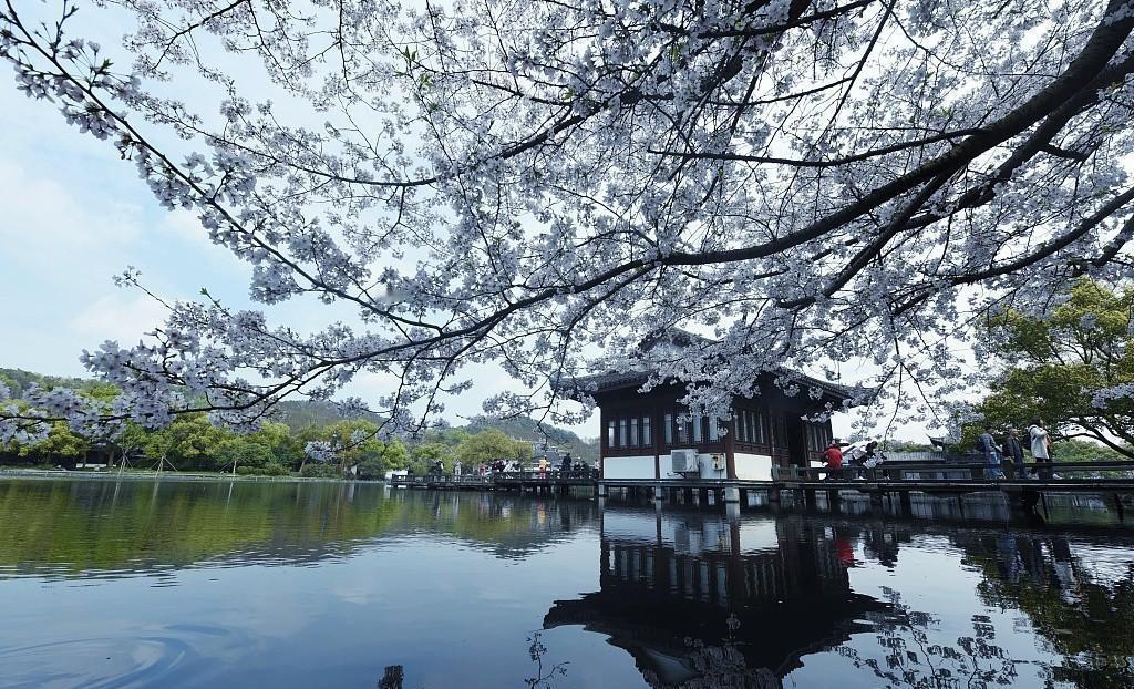 🌸 有些花，看着美，却扎心。
每年春天，武大樱花刷屏，上海顾村公园人挤人，杭州