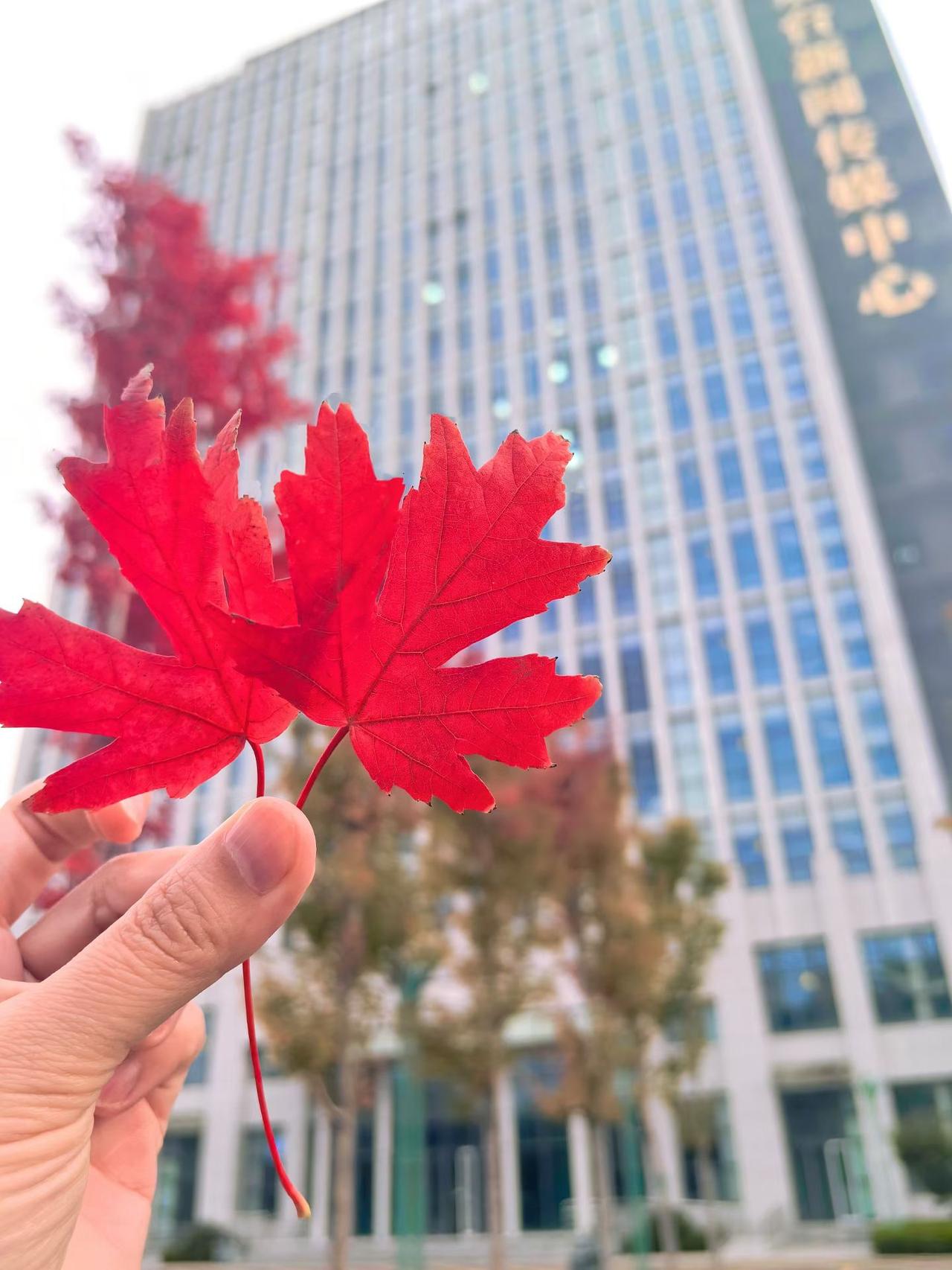 还已经到了深秋的季节，到处都是一片落叶，虽然又是一地枯黄，但是你看手上这片枫叶红