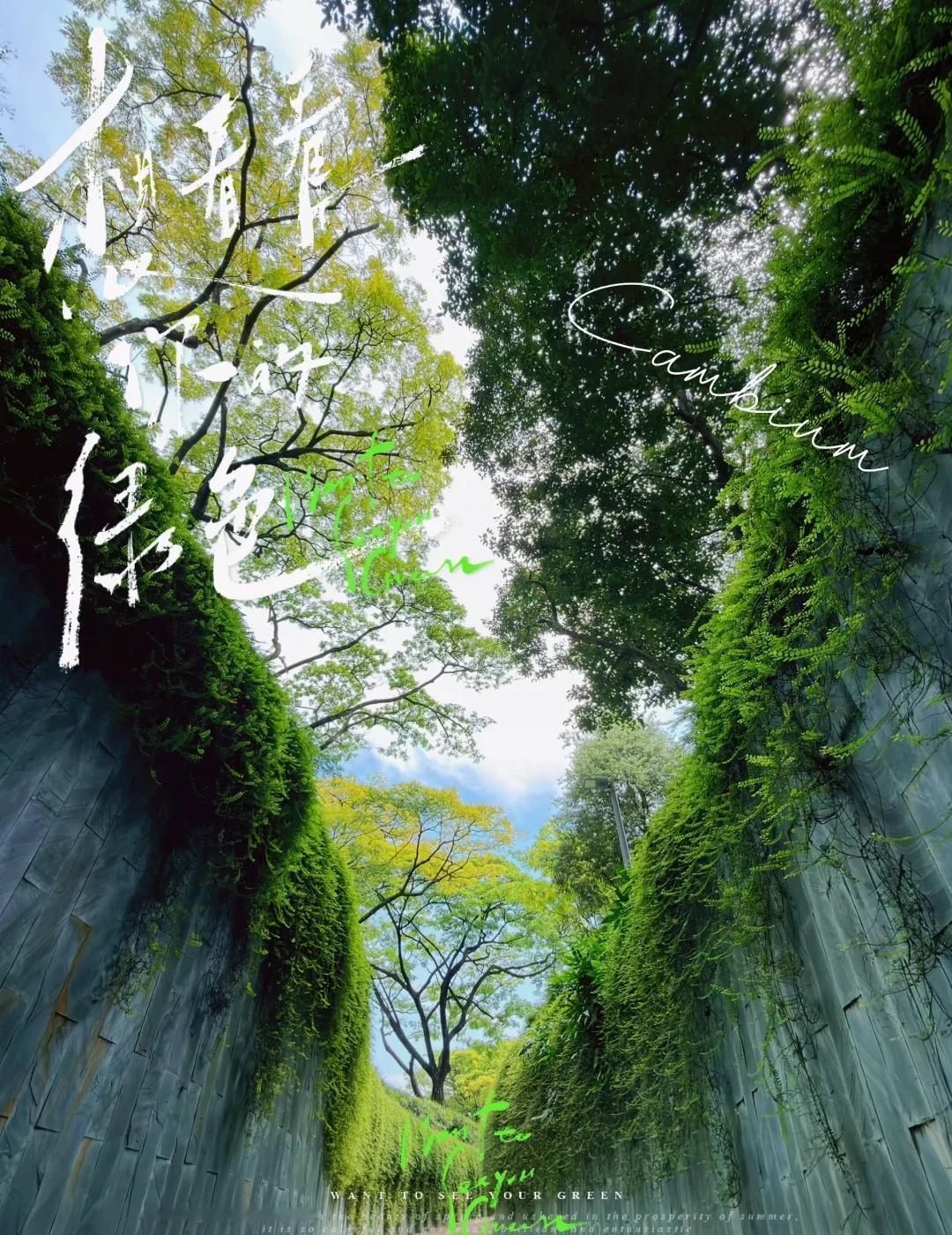 Cambium 知识库像树一样有序生长 LLM Wiki
说真的，看到这组数据时