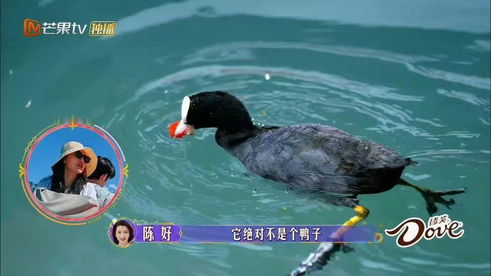 #宋茜鸭子骆驼超级老鼠# 宋茜把长颈鹿说成骆驼，把料理鼠王说成超级老鼠，哈哈哈哈