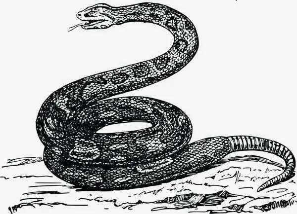 古时，一男子去赴宴途中，见一母蛇难产，当即决定为母蛇接生。可母蛇生下小蛇后，竟然