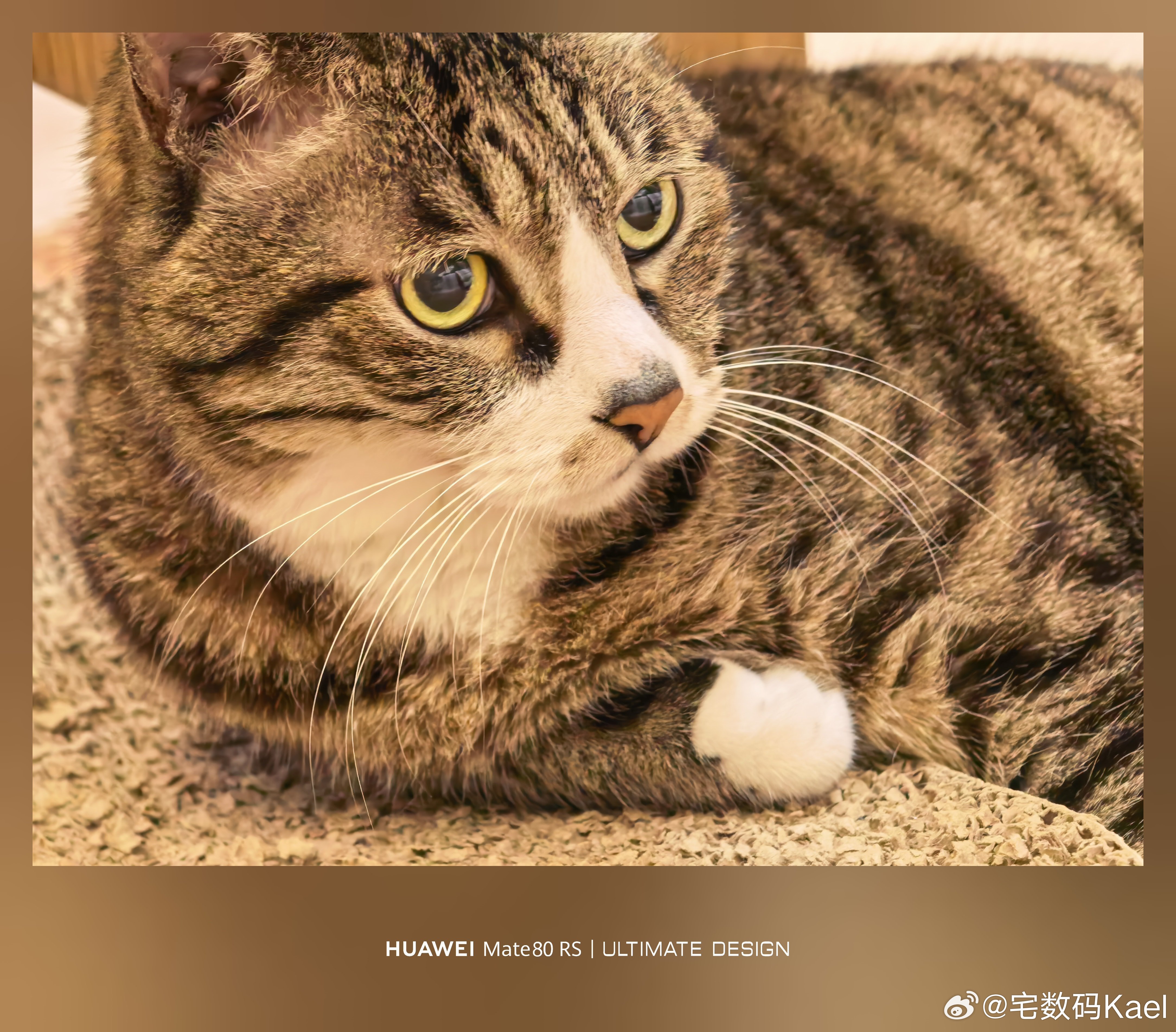 吃完晚饭坐沙发上玩游戏，喵悟空趴地毯上陪我，嘿嘿，真可爱