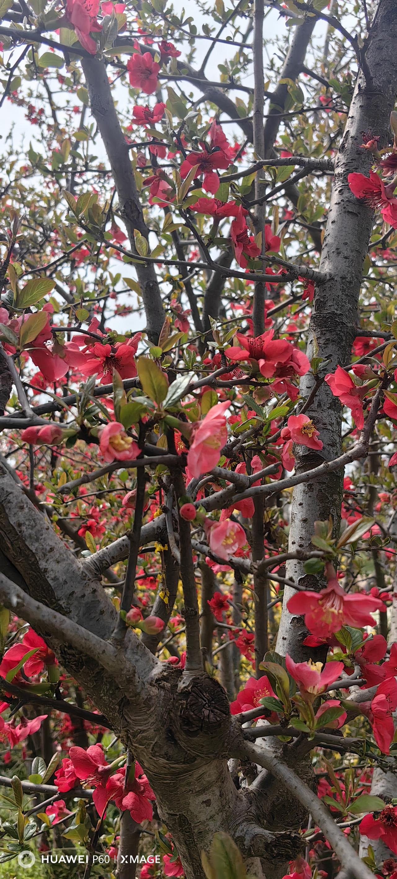 今年春天，邂逅一场繁花与成长

今年春天，我最想实现的心愿，是奔赴一场与繁花的约