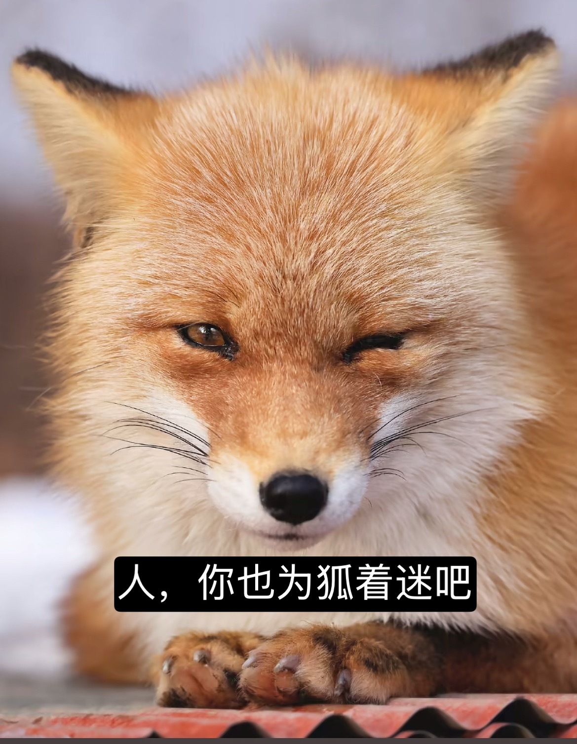 卡点521是狐狸的心机🦊 