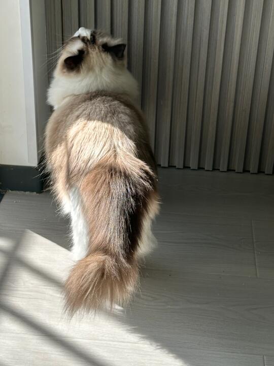 单纯晒个猫