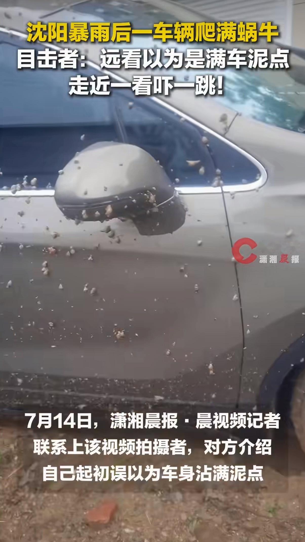 沈阳暴雨后一车辆上爬满蜗牛蜗牛也不想，可是一直下雨，雨水灌入泥土，挤走了土壤缝隙