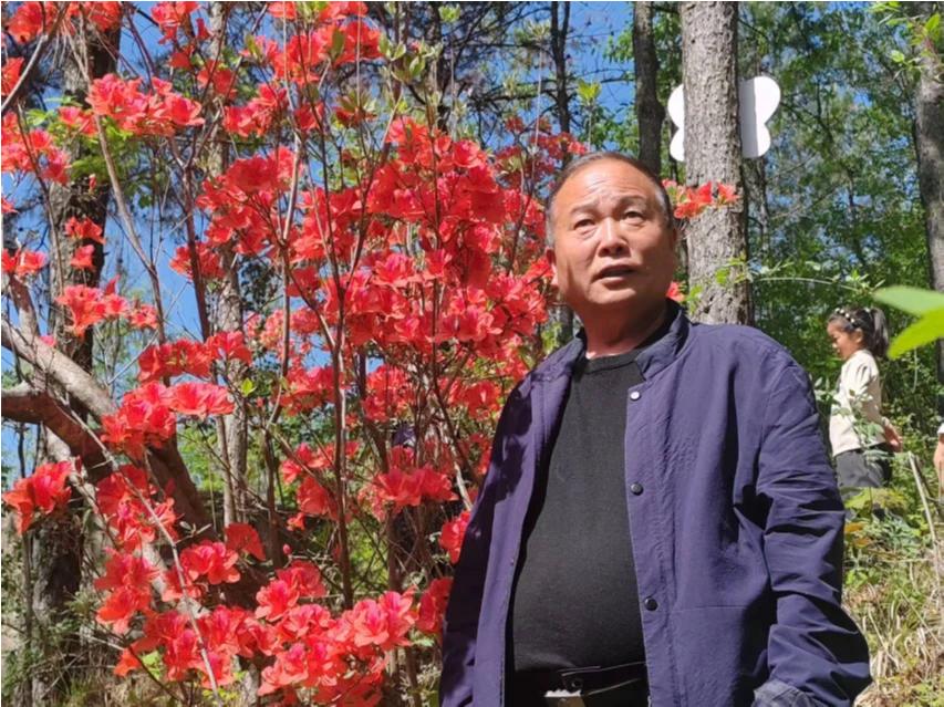 火红的杜鹃花，满山的映山红。卢氏县瓦窑沟乡耿家店的山川，到处是花的海洋，欢迎光临