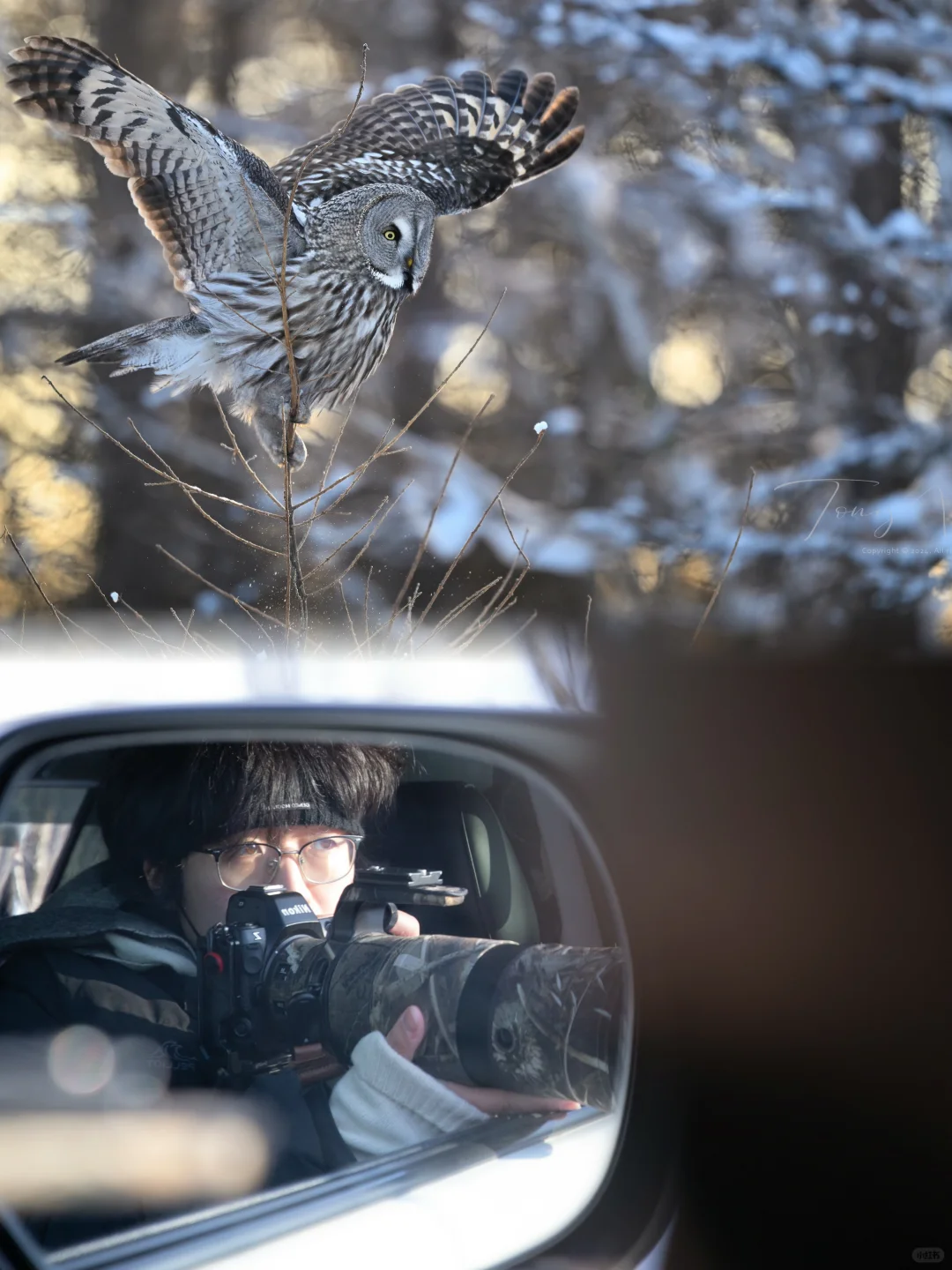 雪地上散落的羽毛，记录了猫头鹰最后的飞翔