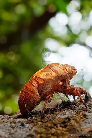 多人中招！这种夏天常见的“高蛋白野味”，吃错足以伤身
 
炎炎夏日，街边夜市、家
