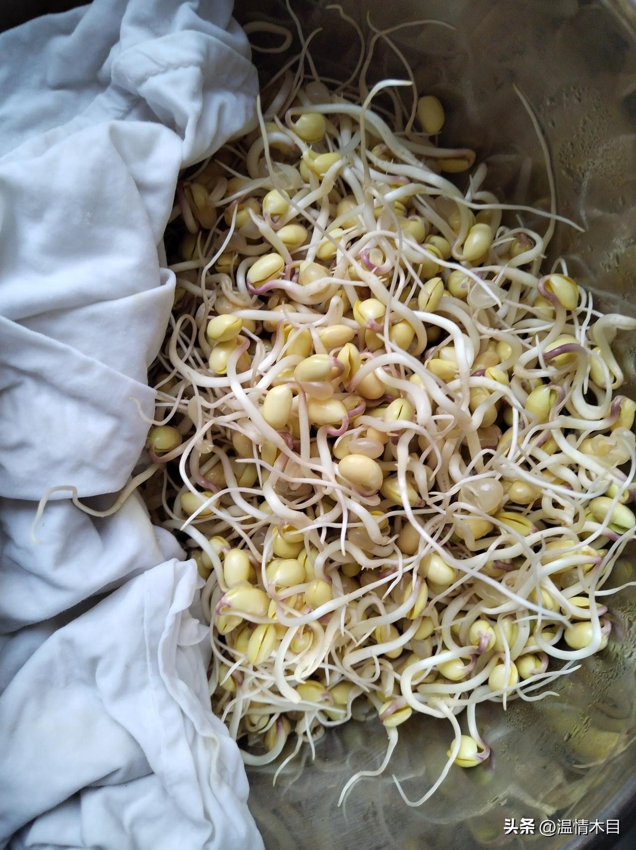 老祖宗说春天吃芽，我妻子还真有能耐，从网上买回一袋子黄豆，抓出两把泡了一晚上，按