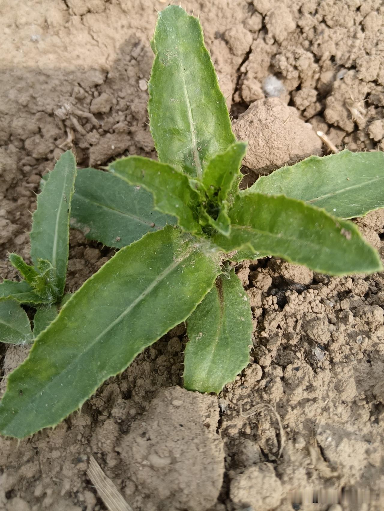 人这一辈子的明心见性的探索，
就是学会如何妙用自己本自具足的无所不能的创造显化一