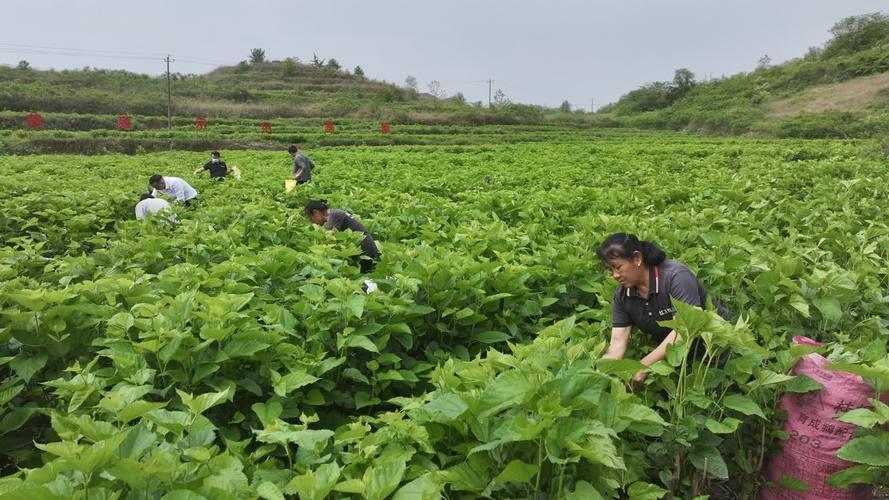 桑蚕养殖技艺与丝绸文化：千年传承的中国传奇

在遥远的古代中国，有一段关于丝绸的