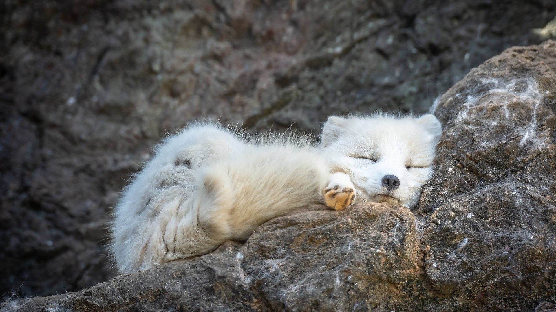 bing壁纸 必应壁纸Arctic fox sleeping (© Chansa