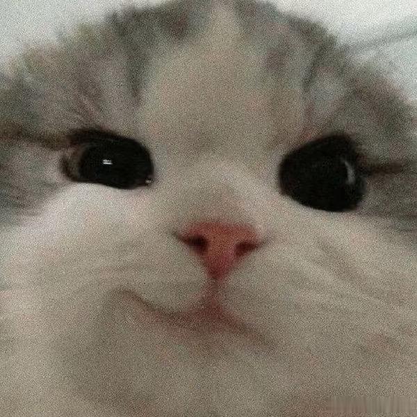 小茂密！😋🐱 
