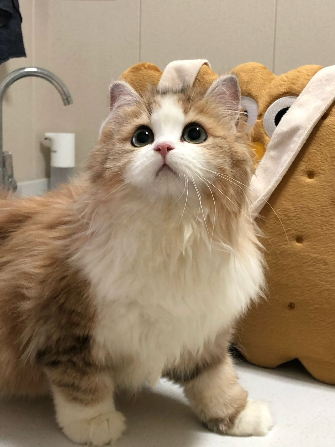 那些再也拍不出第二张的猫生照片