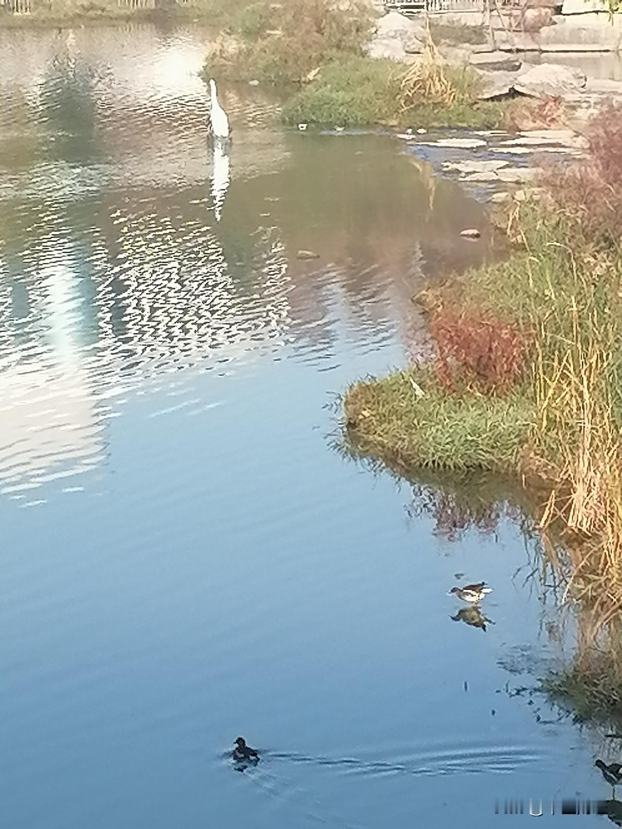 冬日生活打卡季蓝蓝的湖面上，野鸭在不停的捕鱼游戏，而白鹭鸟也站在河坝上，在密切的
