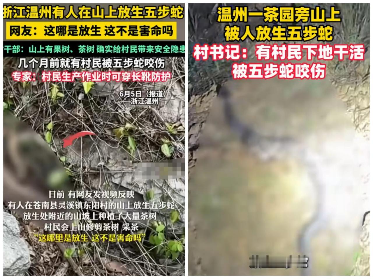 那些放生毒蛇的人是什么心理？

6月4日，浙江温州，网传有人在苍南县的一座山上私