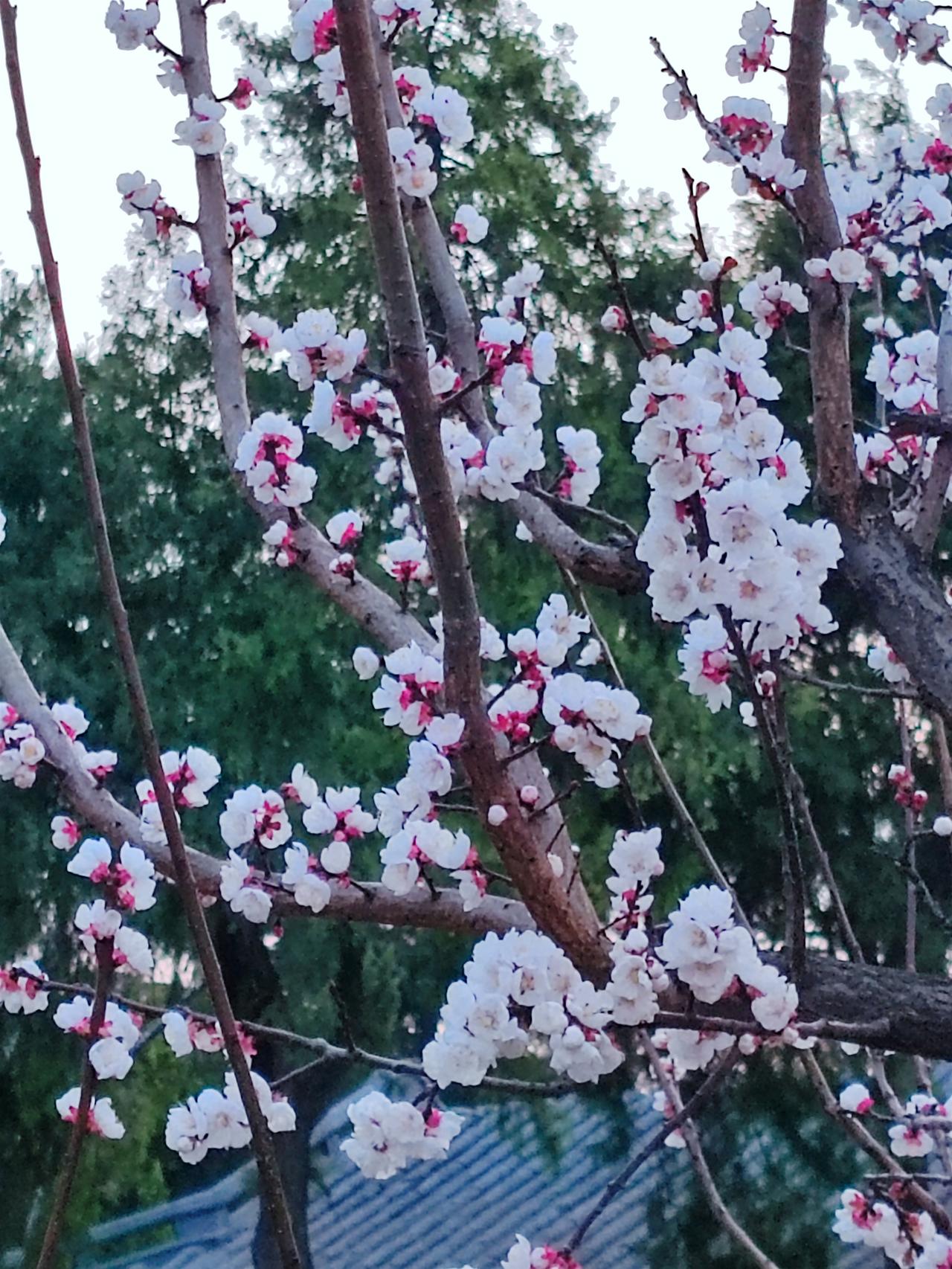 海关查获10公斤“发菜” 广州海关所属清远海关查获10公斤“发菜”，这些发菜藏在