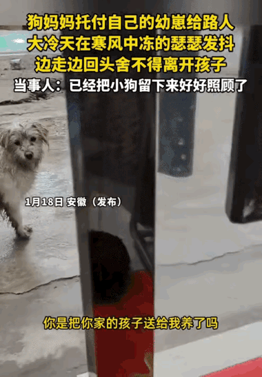 看哭了！安徽一位女子站在自家店门口时，突然跑来一只白色狗狗，后面还跟着一只黑色小