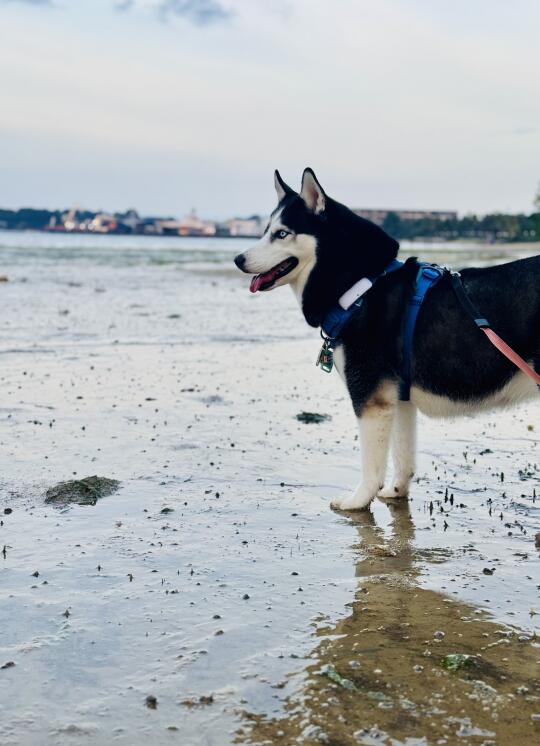 情人节不挖沙 今天踩泥巴