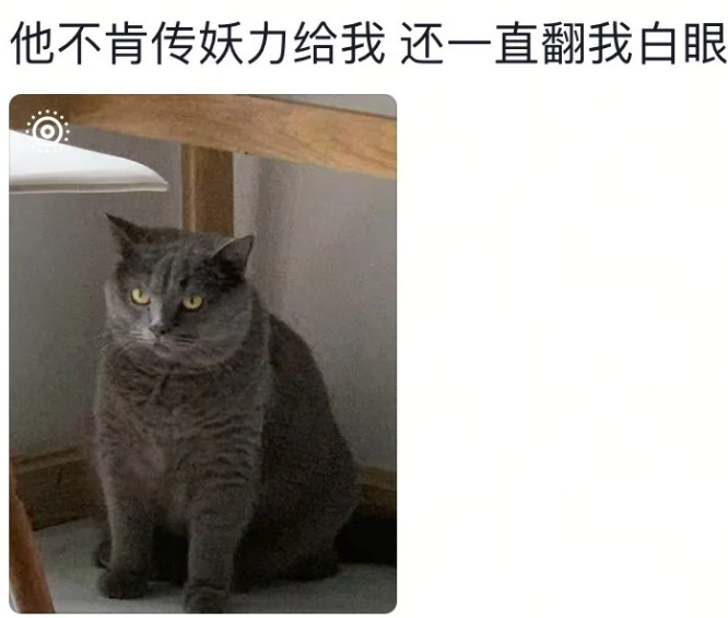 田曦薇 我的猫能进妖市吗是谁看《子夜归》看入迷，对着自家猫开始碎碎念：“猫公大人