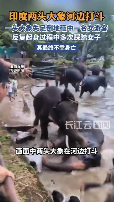 “悲剧还是发生了！” 印度，一头处于发情期的雄性大象在河边洗澡时，突然跟同伴打了