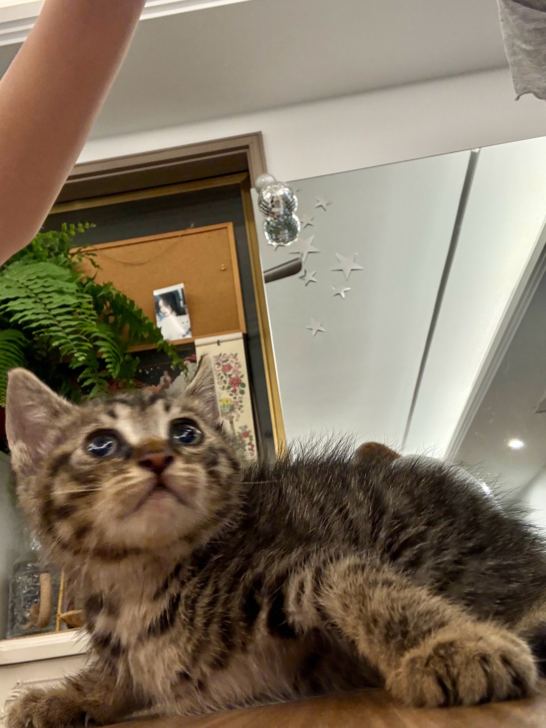 help🆘杭州有无中转家庭能暂时寄养这只小猫咪📣会同步找领养，会自带猫粮杭州