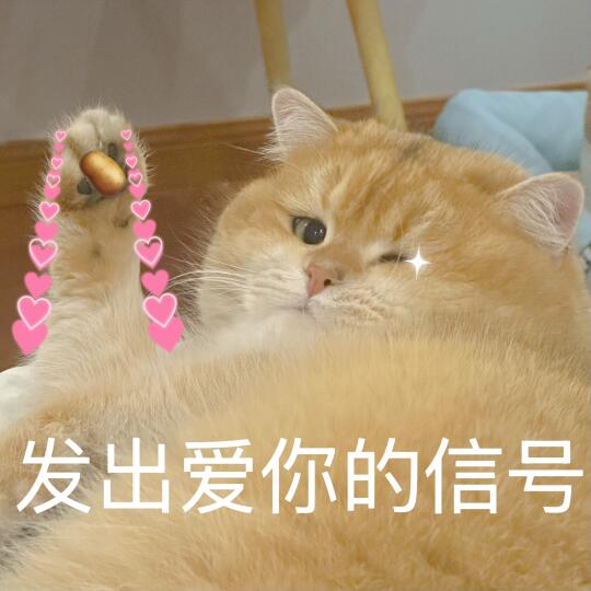 🥔今天是要和大家打招呼的猫猫表情包